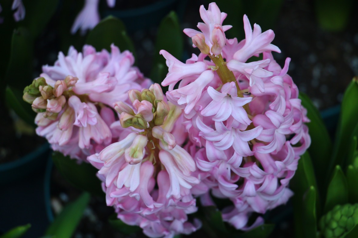 Pink Hyacinths II